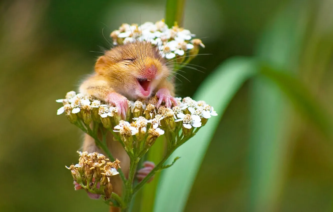 Photo wallpaper happy, nature, smile, flowers, mouse