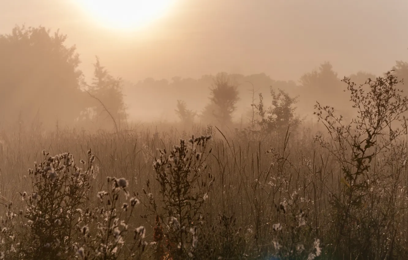 Photo wallpaper autumn, fog, dawn