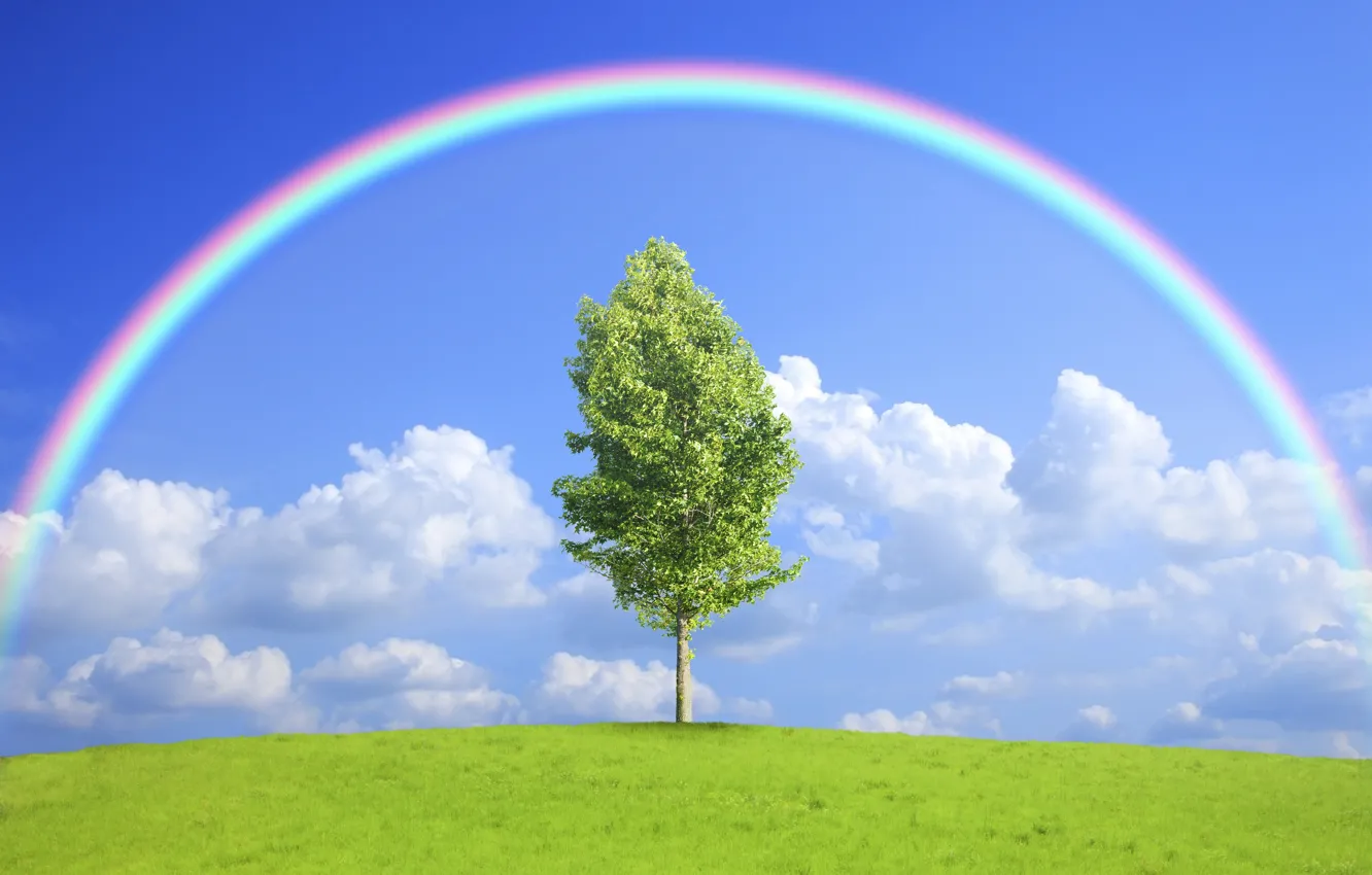 Photo wallpaper field, trees, nature, rainbow, rainbow, field, nature, tree