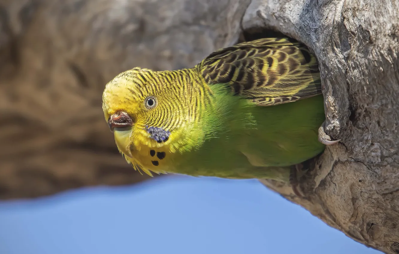 Photo wallpaper look, trees, bird, parrot, Parrot, Peeps, wavy, the hollow