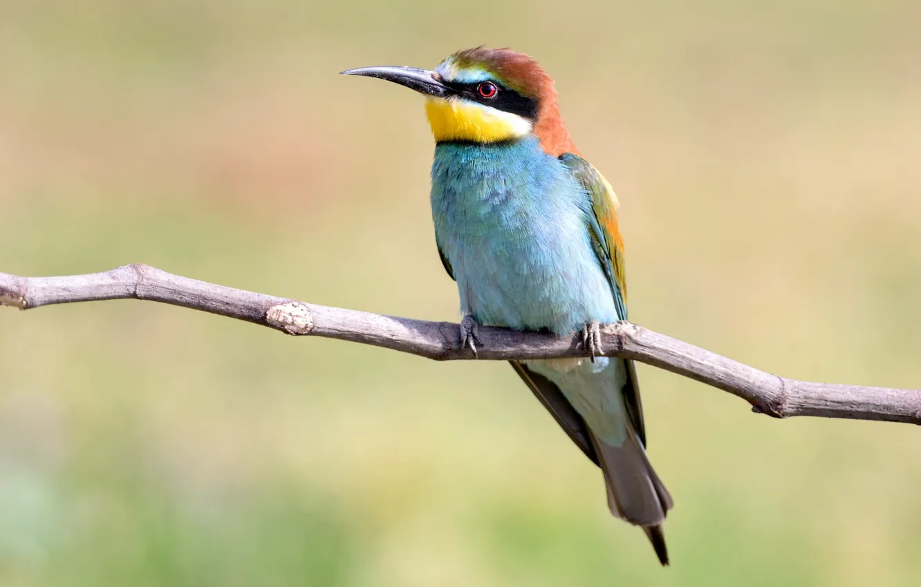 Photo wallpaper birds, branch, European bee-eater