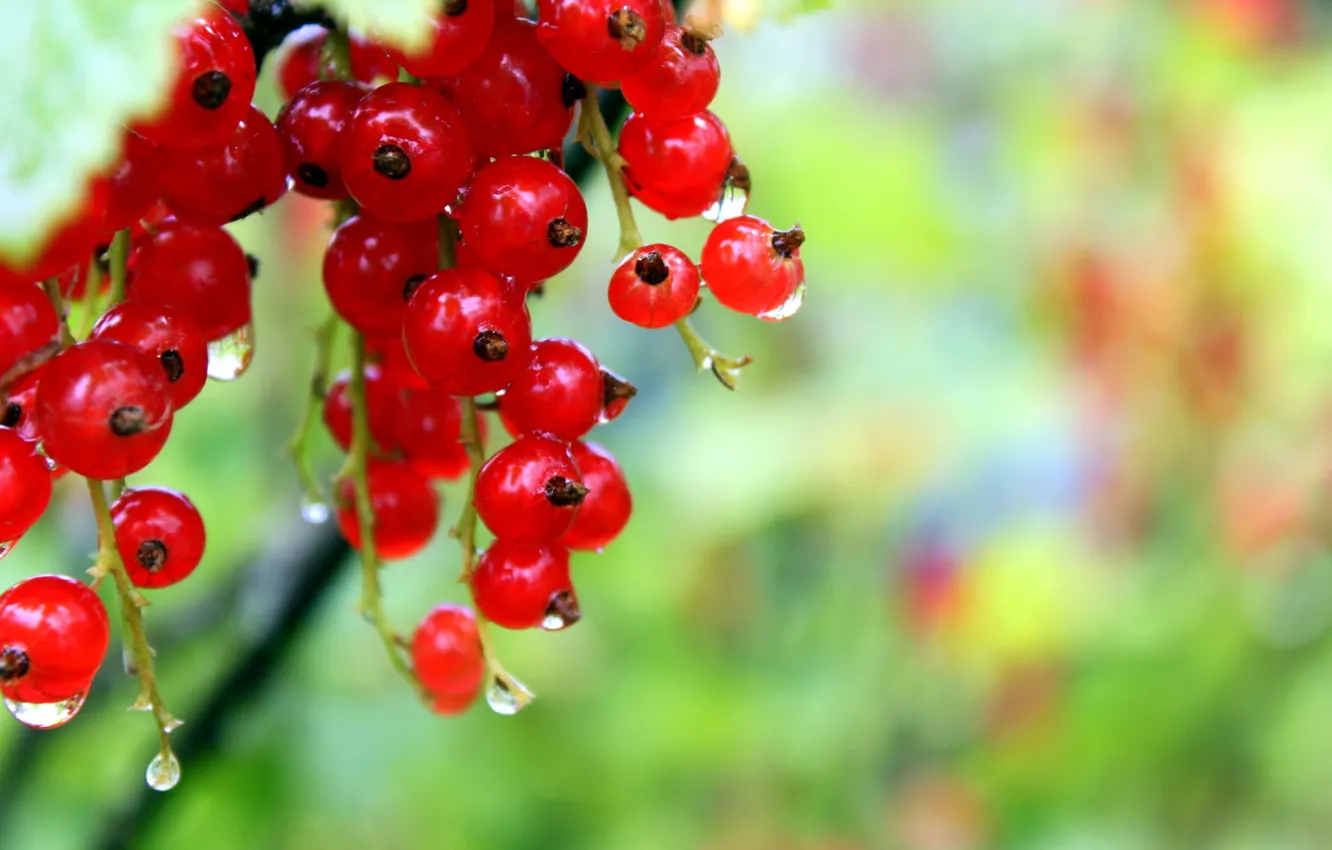 Photo wallpaper red, red currant