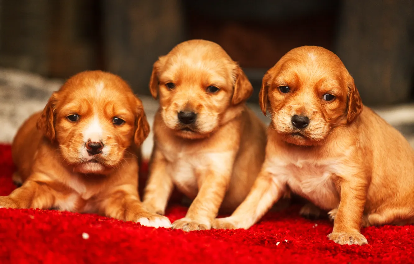 Photo wallpaper puppies, cute, Golden Retriever
