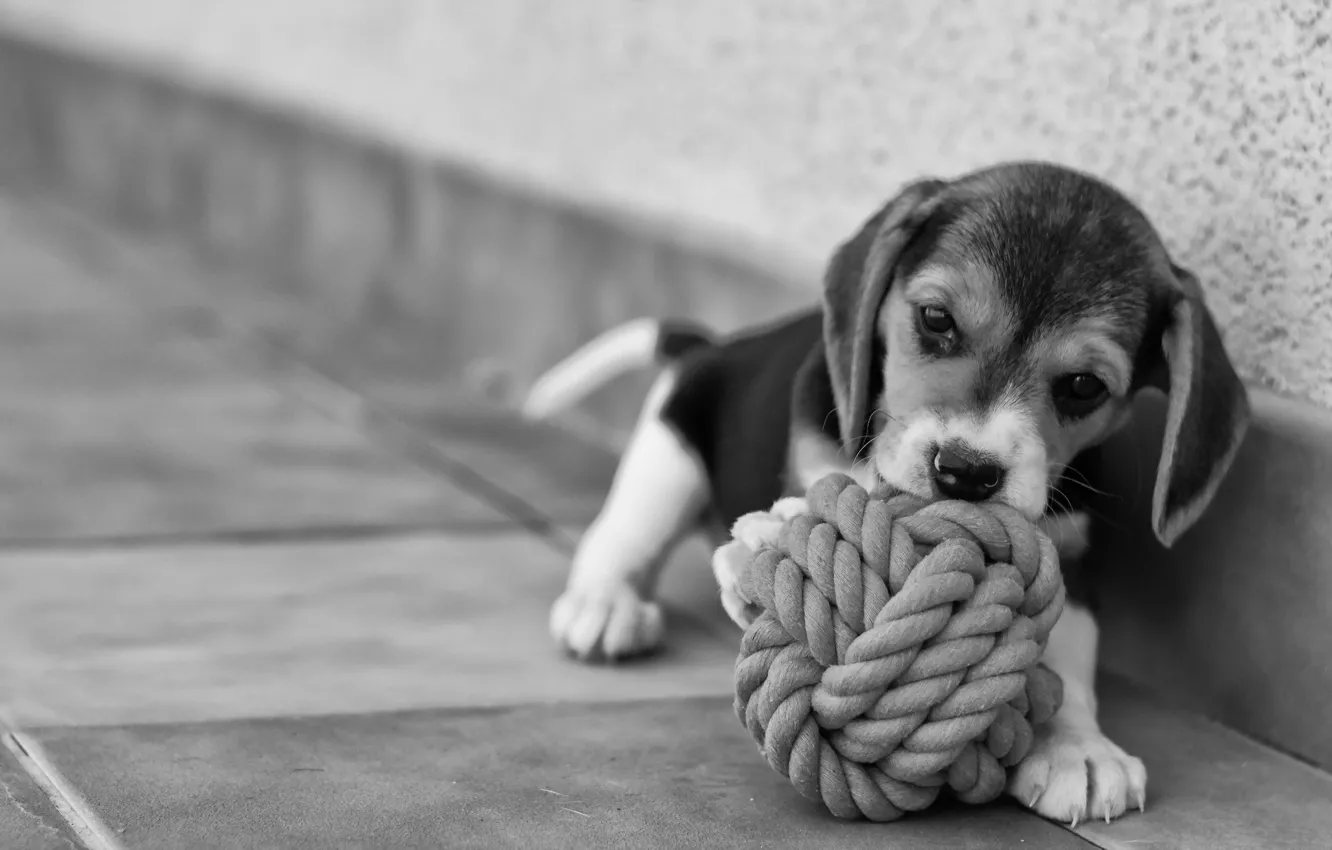 Photo wallpaper joy, each, tenderness, beauty, dog, puppy, Beagle