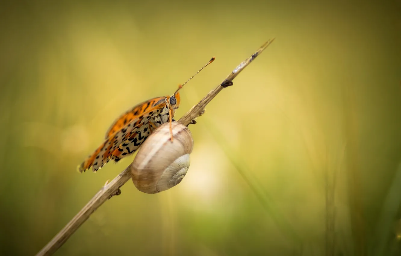 Photo wallpaper butterfly, snail, reed