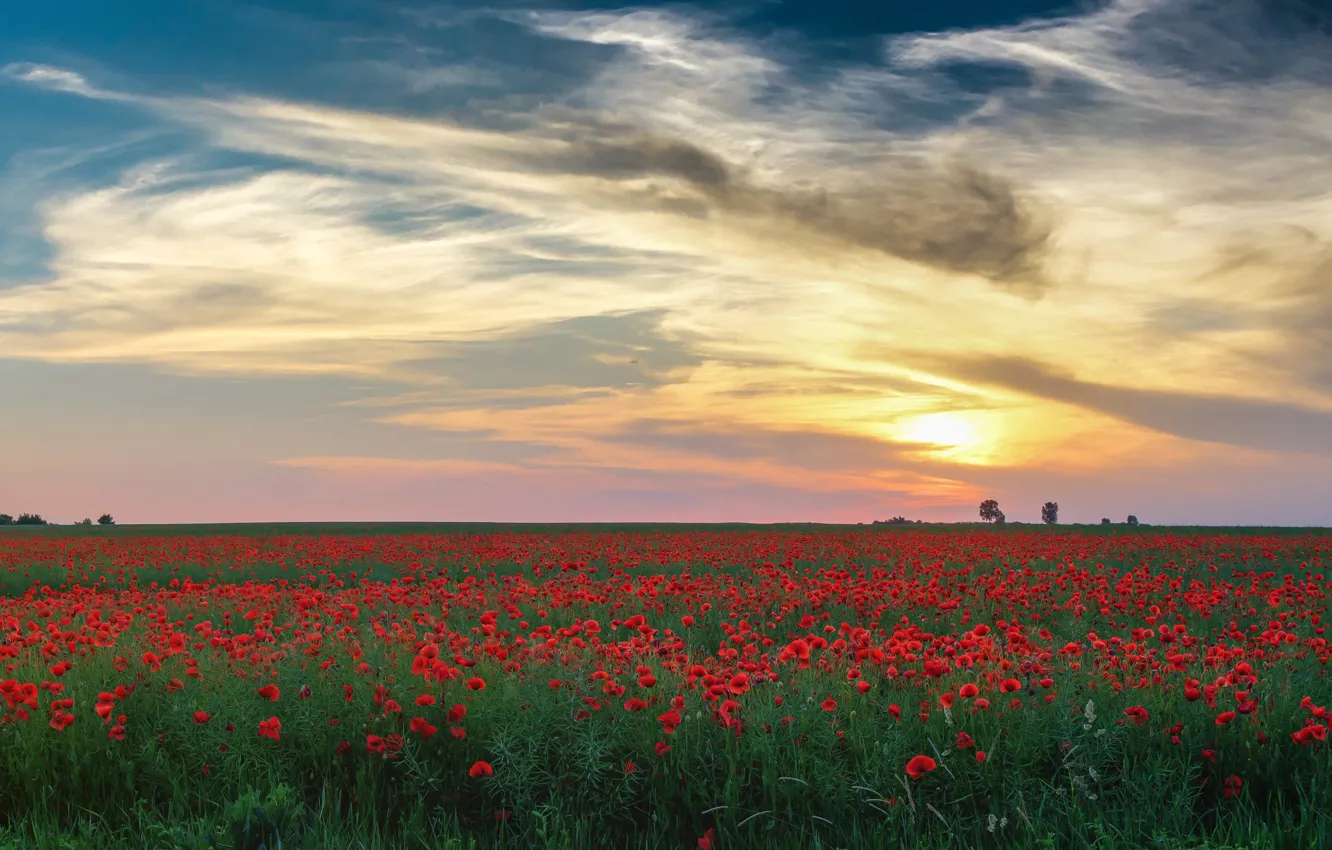 Photo wallpaper greens, field, summer, the sky, the sun, clouds, light, sunset