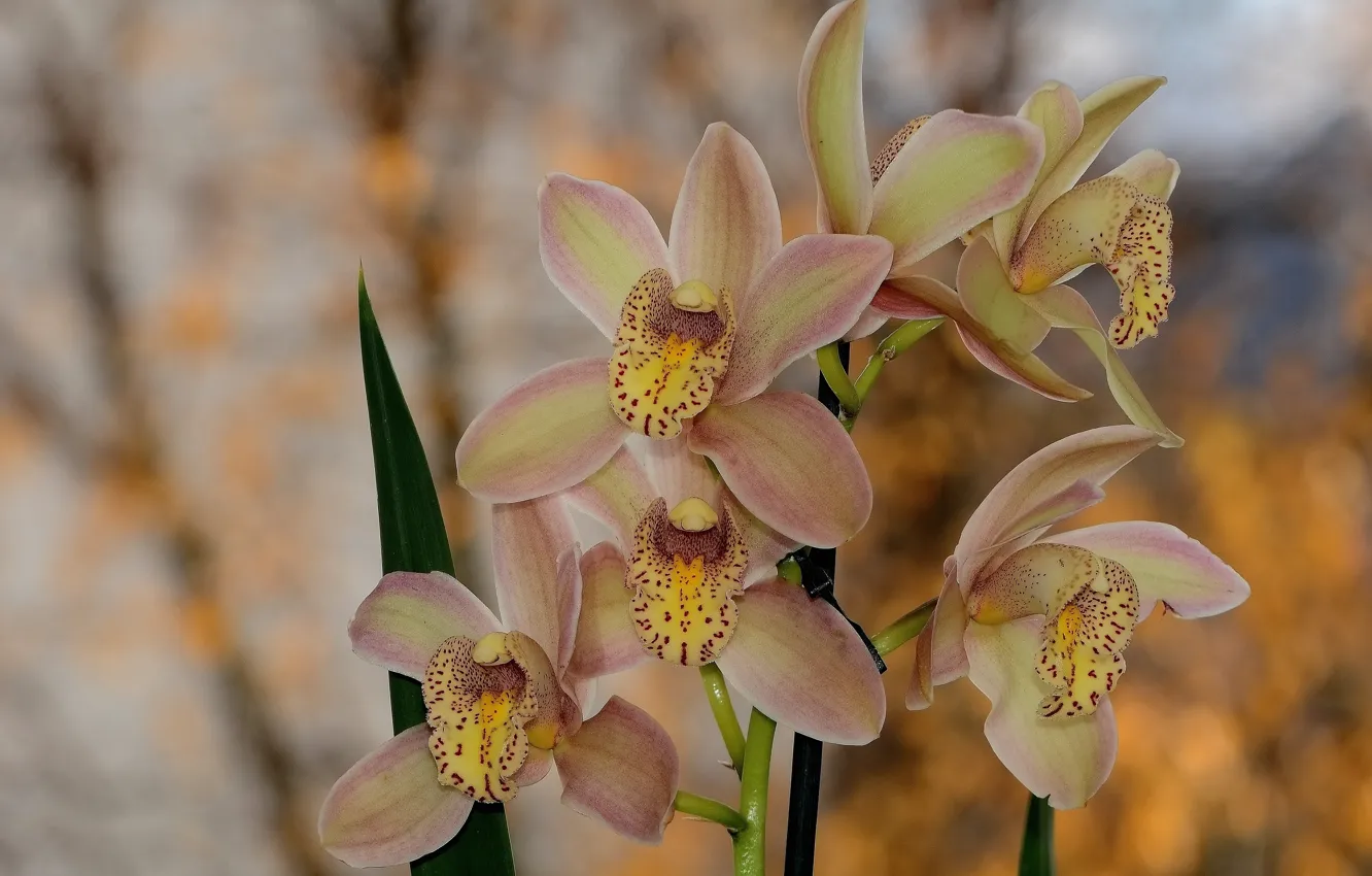 Photo wallpaper flowers, spring, Orchid, bokeh, Cymbidium