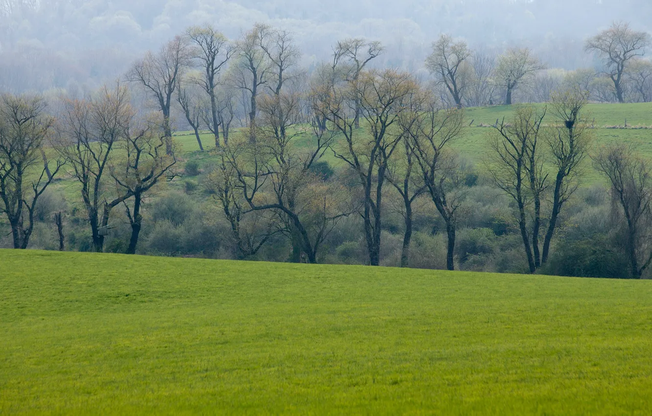Photo wallpaper greens, field, forest, grass, trees, spring, meadow