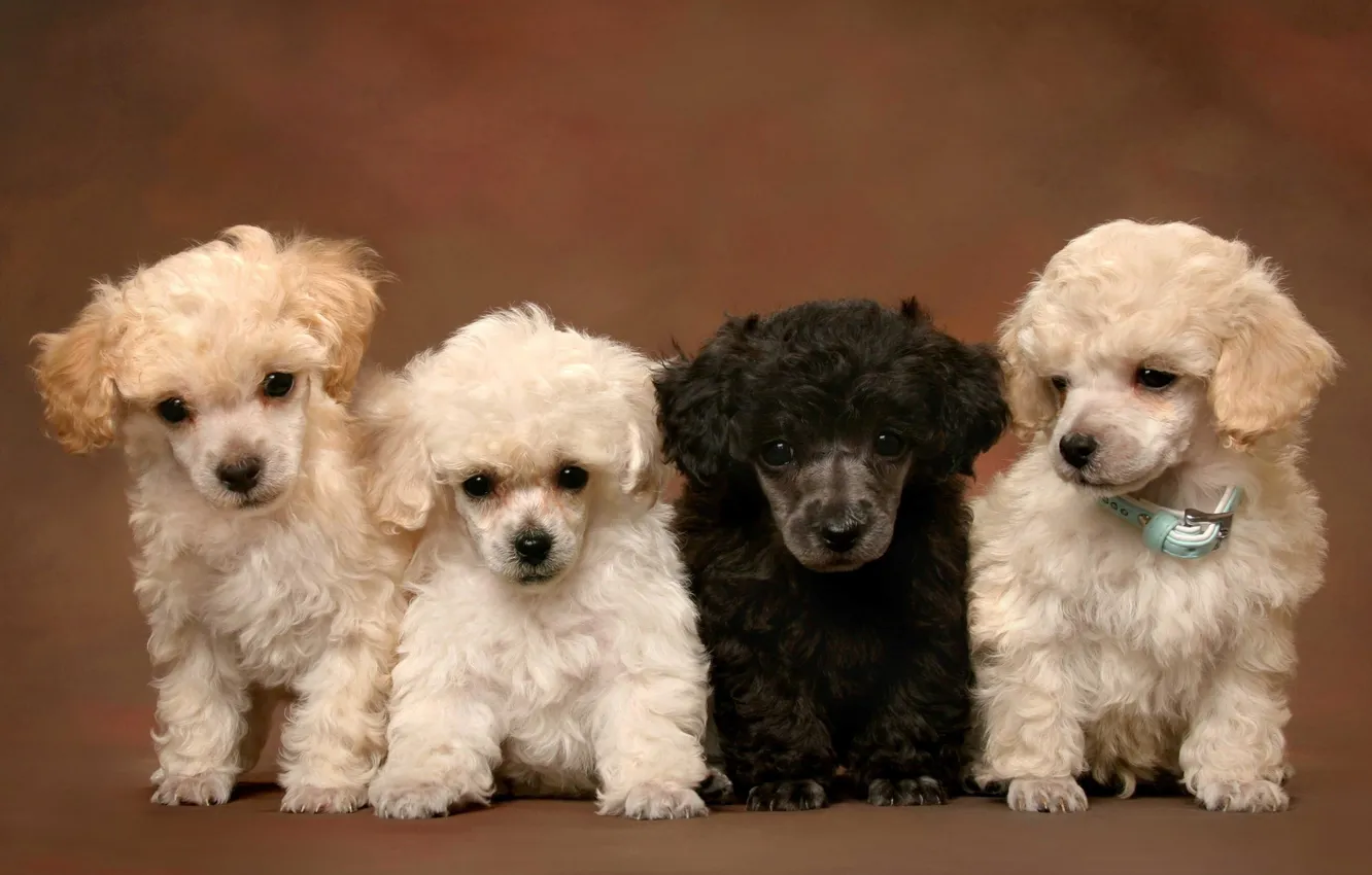 Photo wallpaper animals, dog, puppies, poodle