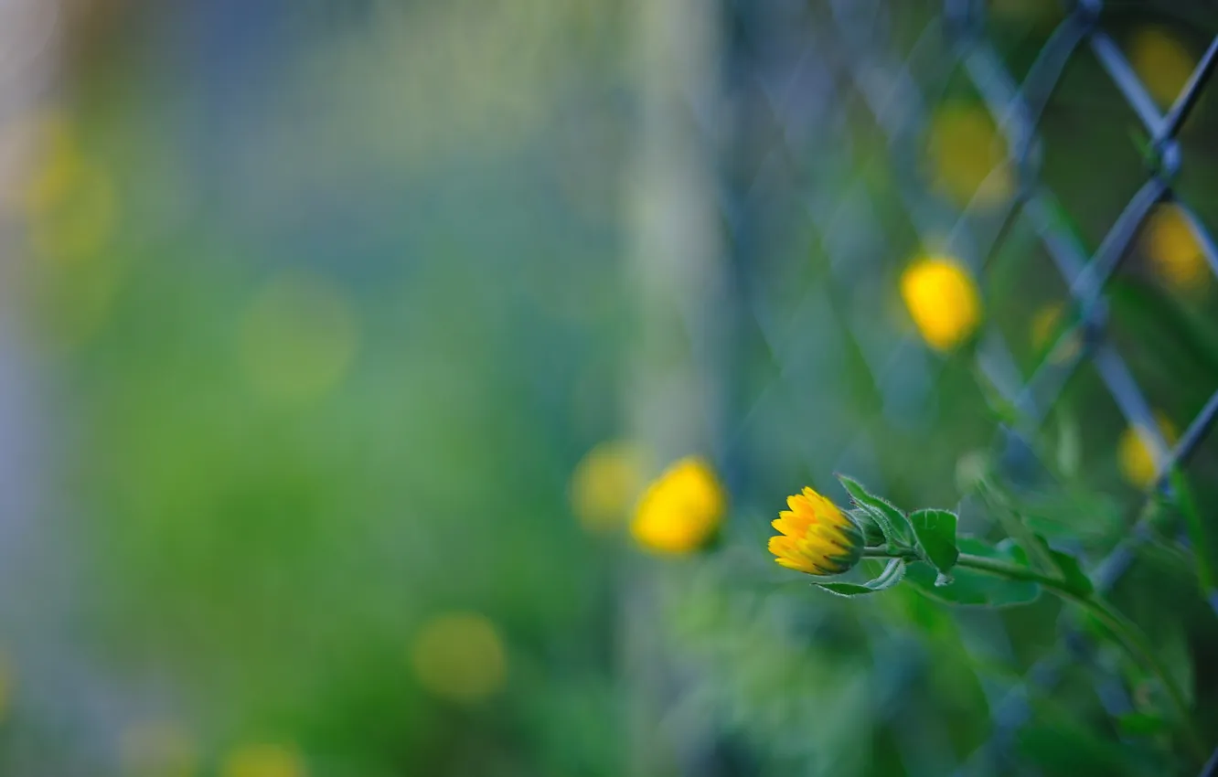 Photo wallpaper macro, flowers, background