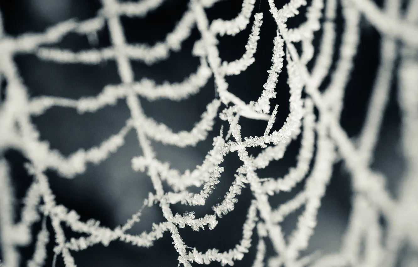 Photo wallpaper cold, frost, snow, snowflakes, web, gossamer