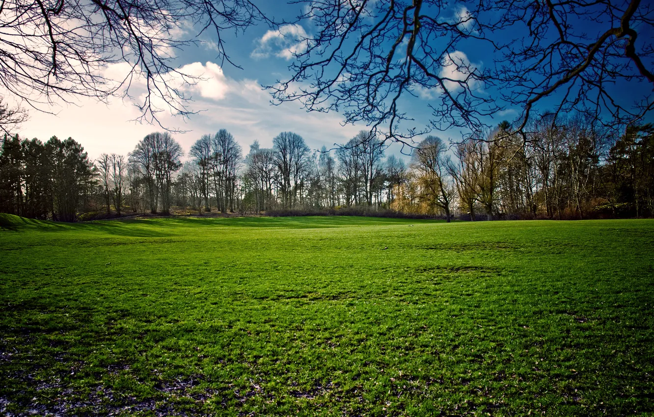 Photo wallpaper field, the sky, grass, the sun, trees, landscape, nature, spring