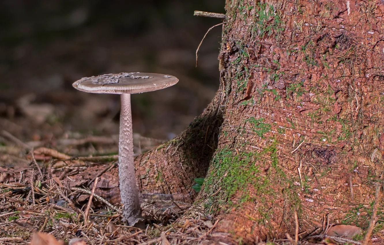 Photo wallpaper trees, mushrooms, mushroom
