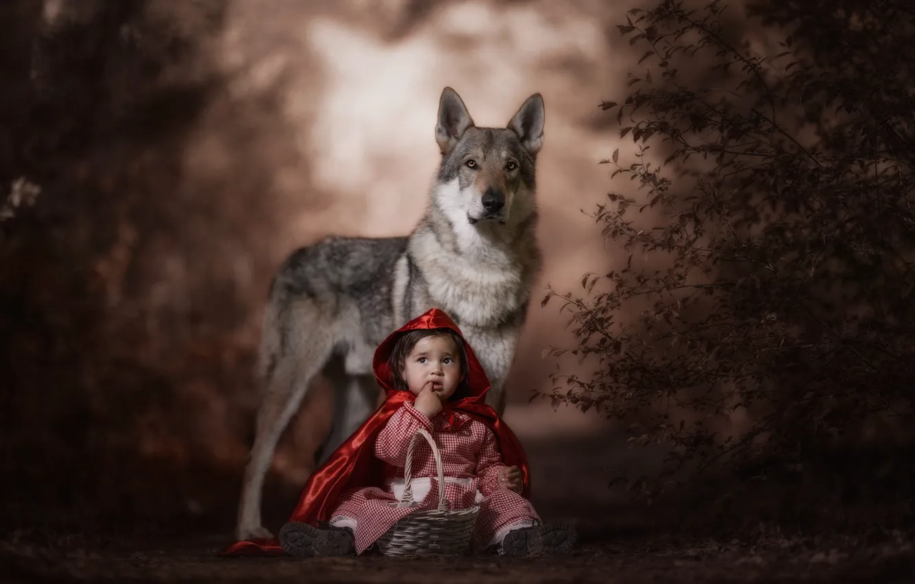 Photo wallpaper forest, look, face, red, children, pose, the dark background, grey