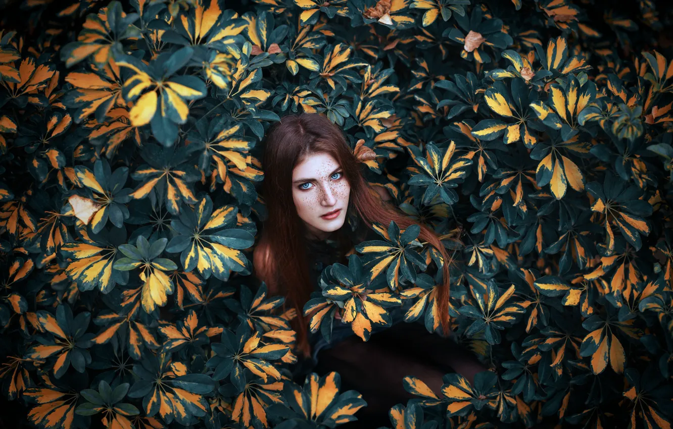 Photo wallpaper look, leaves, girl, background, hair