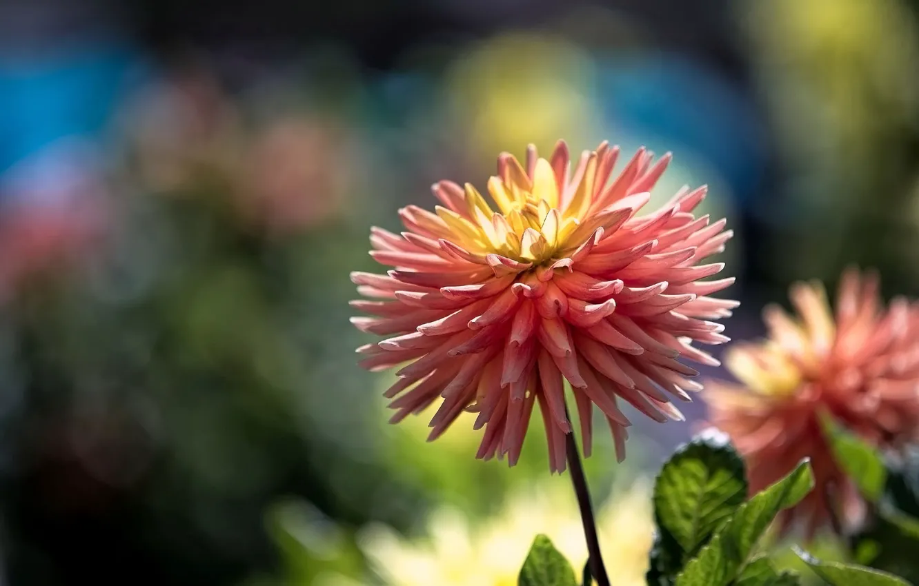 Photo wallpaper macro, petals, dahlias