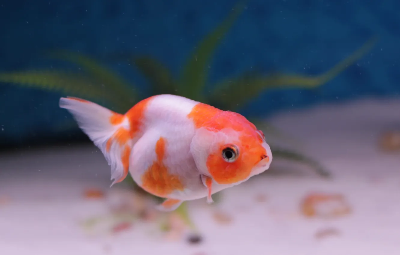 Photo wallpaper goldfish, cute, pet, aquarium, Domestic, freshwater, Lion Head