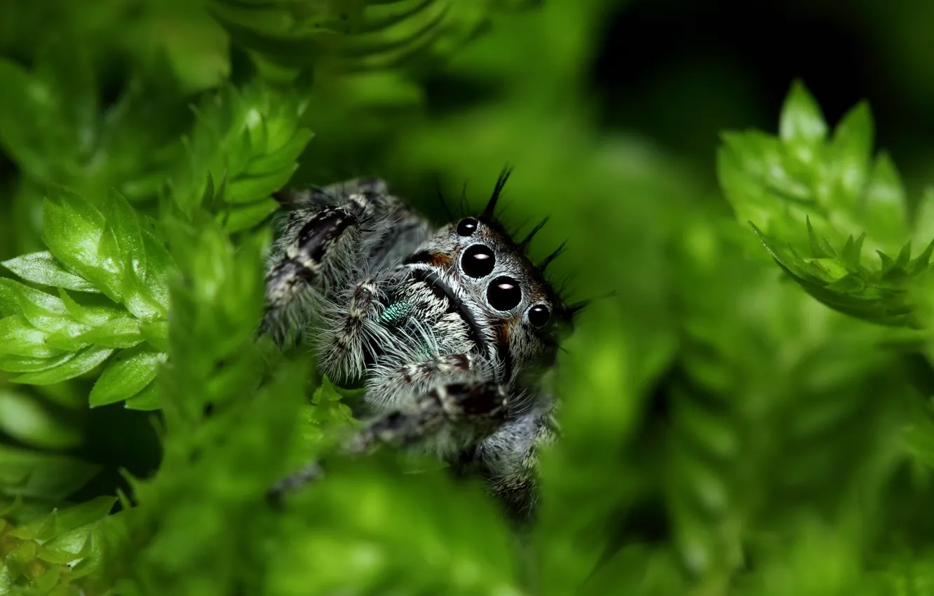 Photo wallpaper eyes, leaves, Spider, paws, vegetation, Jumping Spider, Salticidae, flycatcher spiders