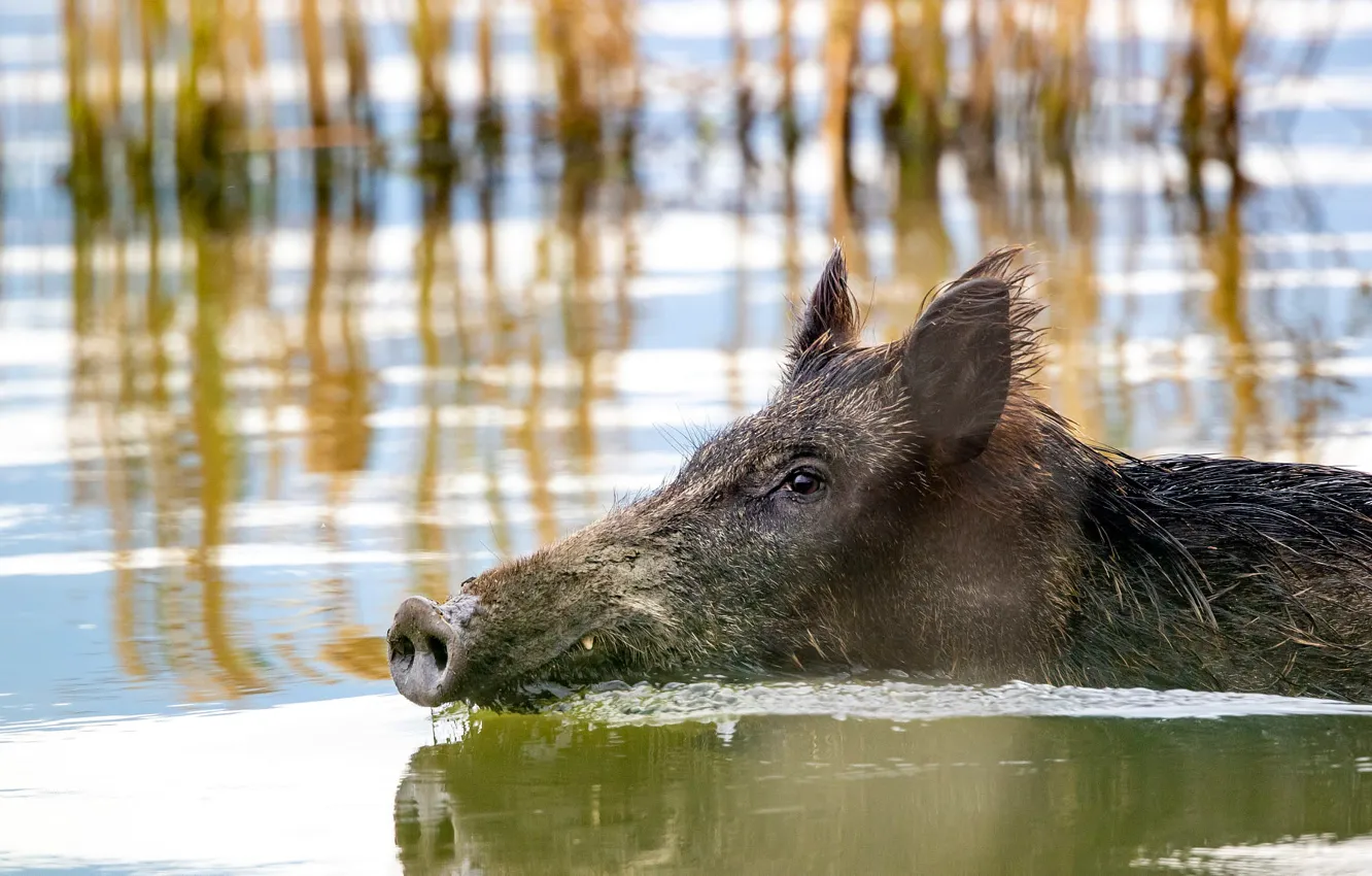 Photo wallpaper face, water, bathing, profile, boar, pond, swimming