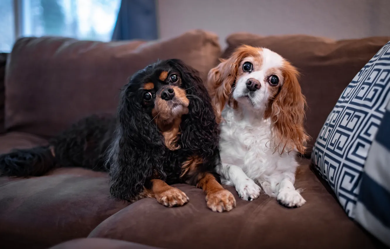 Photo wallpaper dogs, look, pose, room, sofa, together, two, portrait