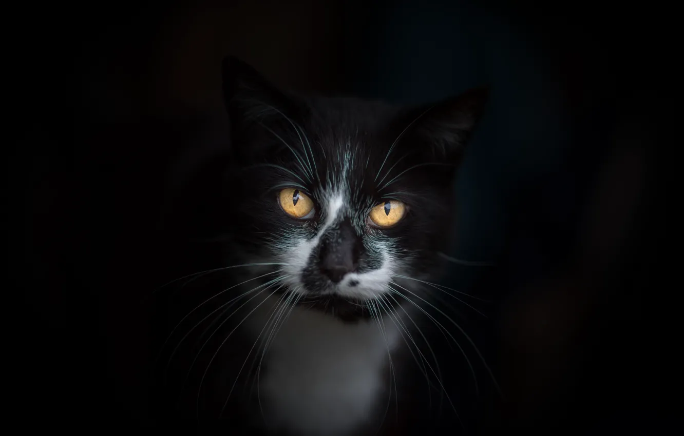 Photo wallpaper cat, eyes, cat, mustache, look, face, the dark background, background