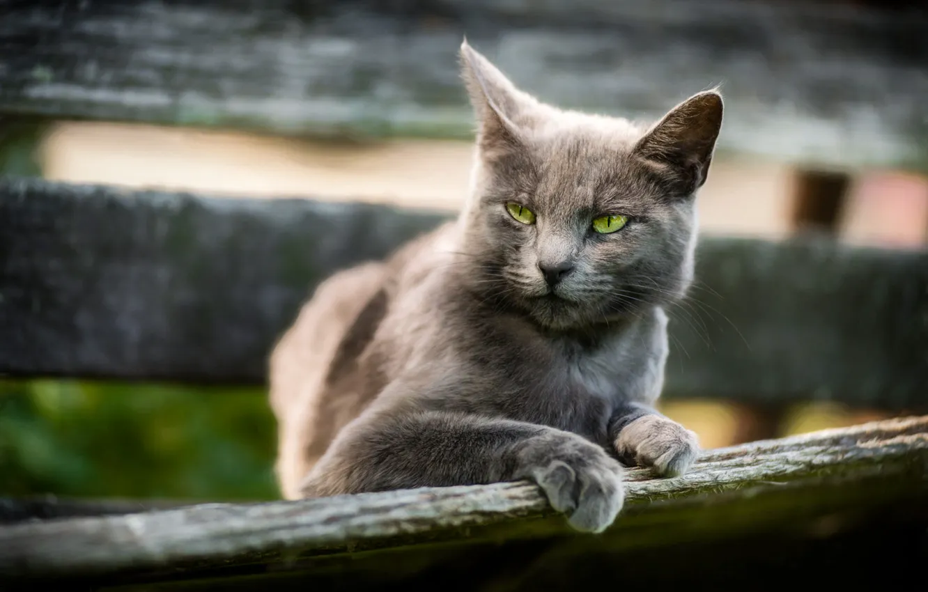 Photo wallpaper cat, cat, look, face, grey, background, Board, the fence