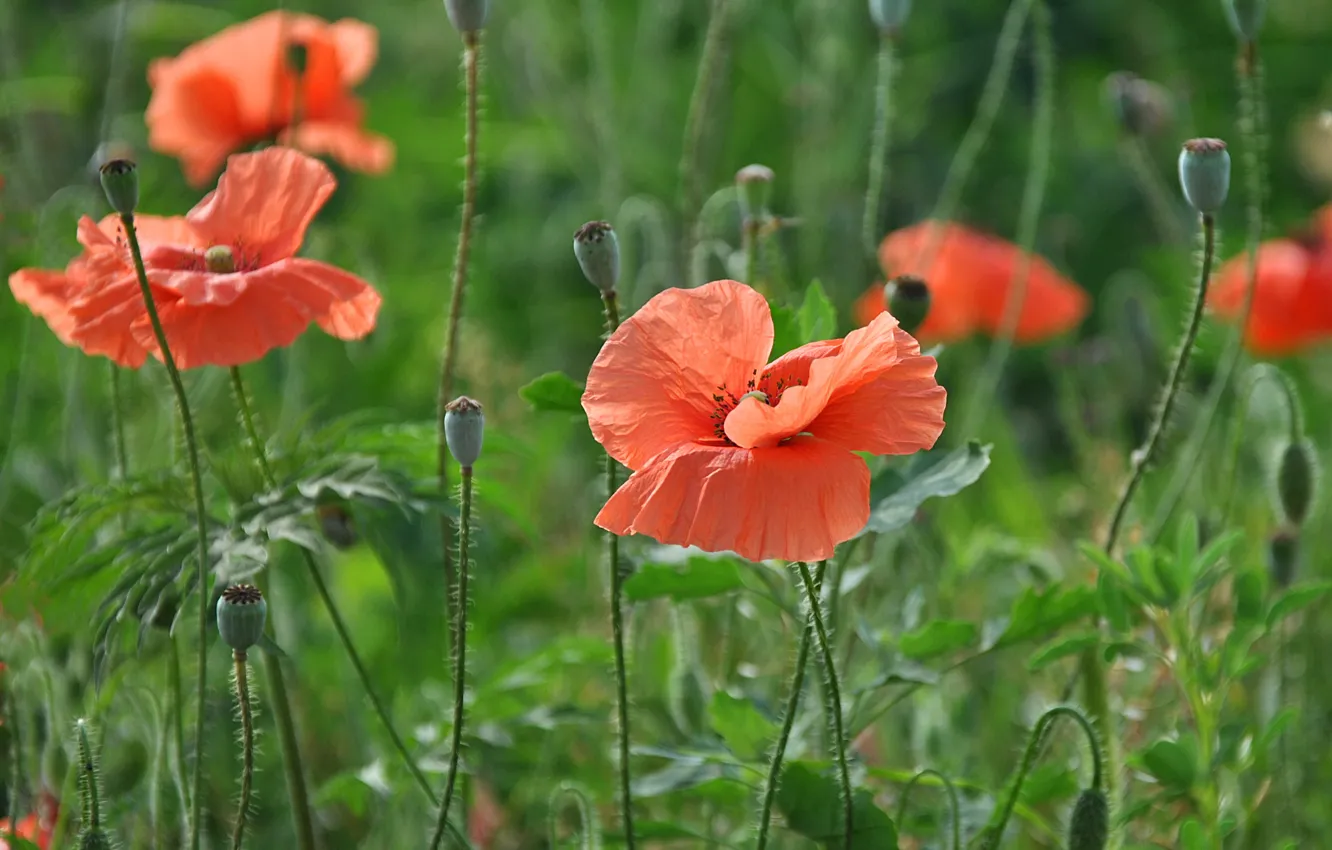 Photo wallpaper summer, flowers, Maki
