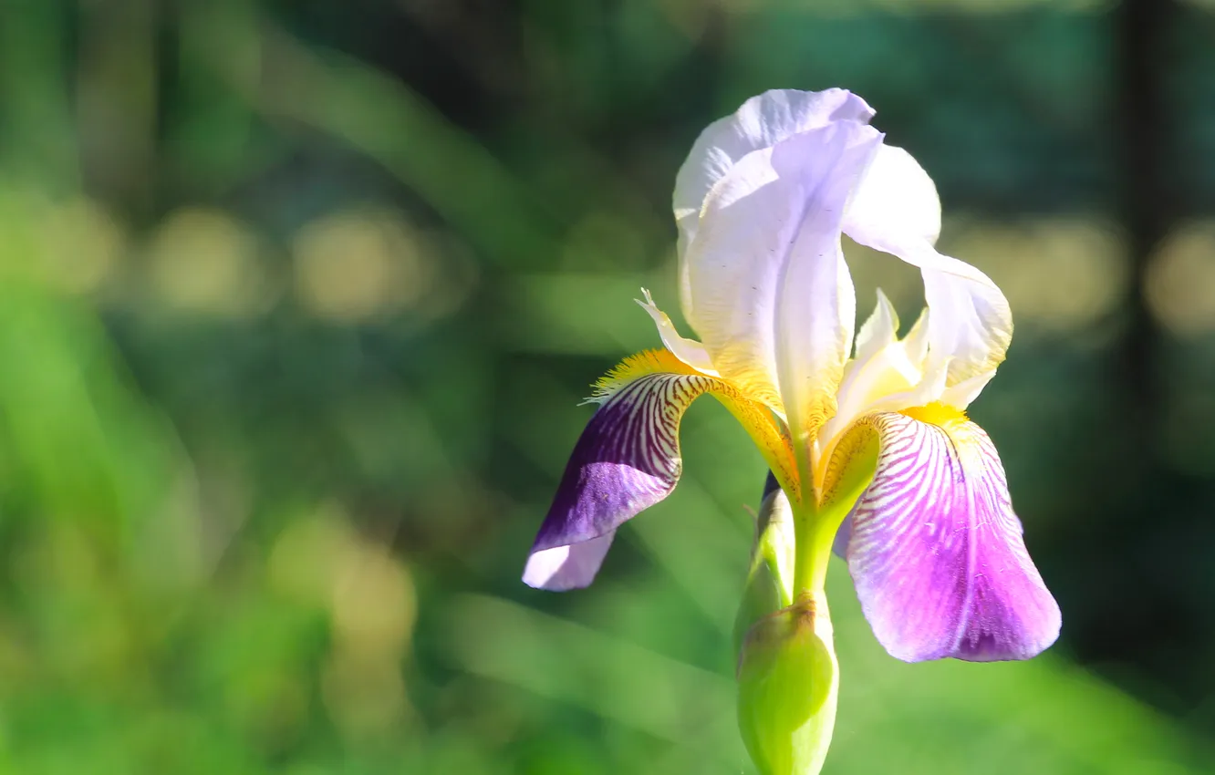 Photo wallpaper flower, spring, lily