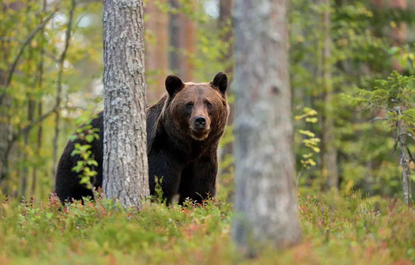 Photo wallpaper forest, look, bear