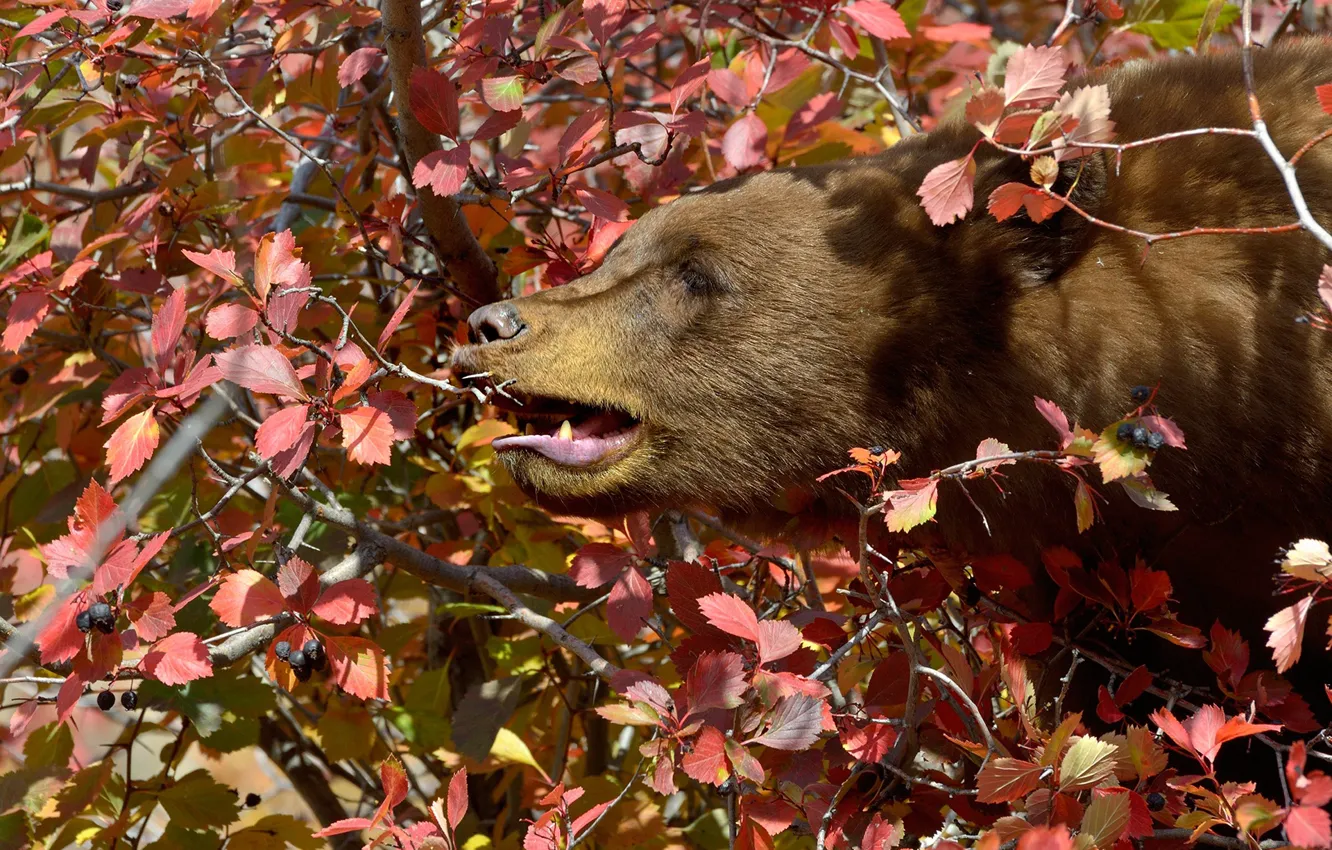 Photo wallpaper face, leaves, branches, tree, bear, profile, the Bruins