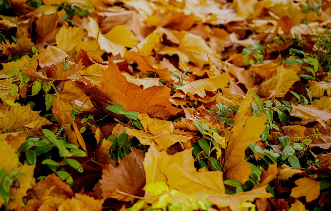 Photo wallpaper autumn, glade, yellow, red, falling leaves, a lot, maple, the pile of leaves