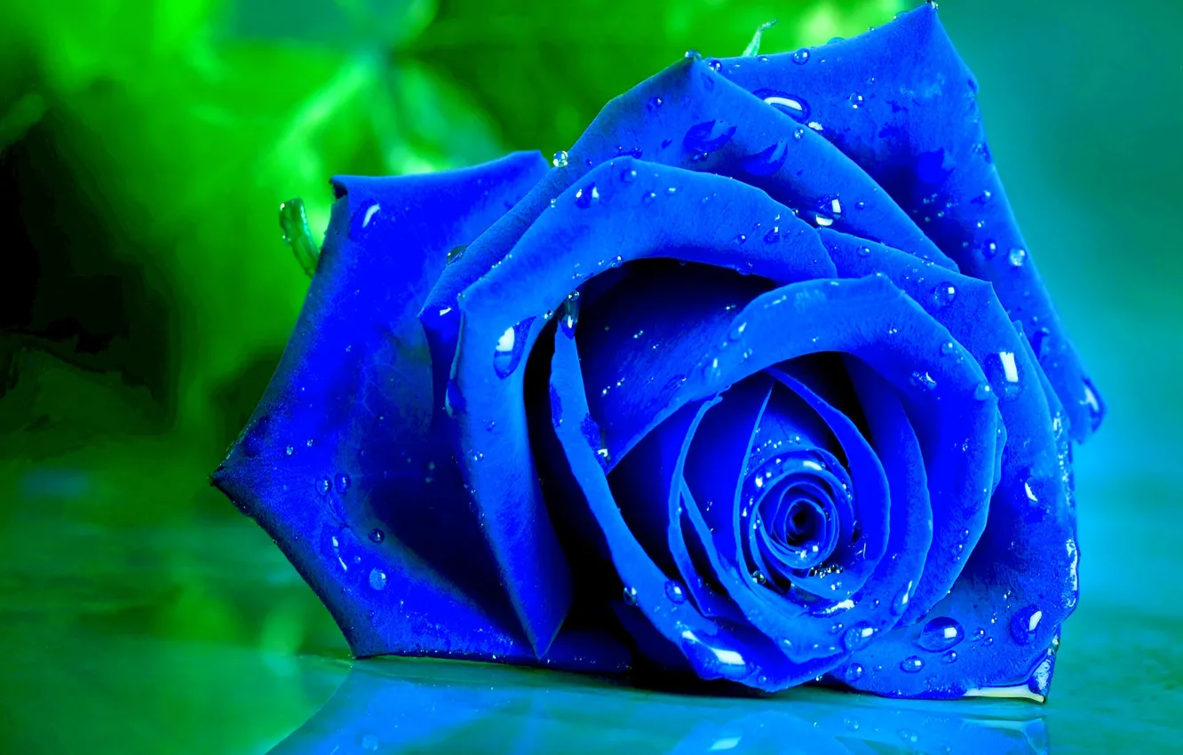 Photo wallpaper drops, macro, blue, roses, petals, buds