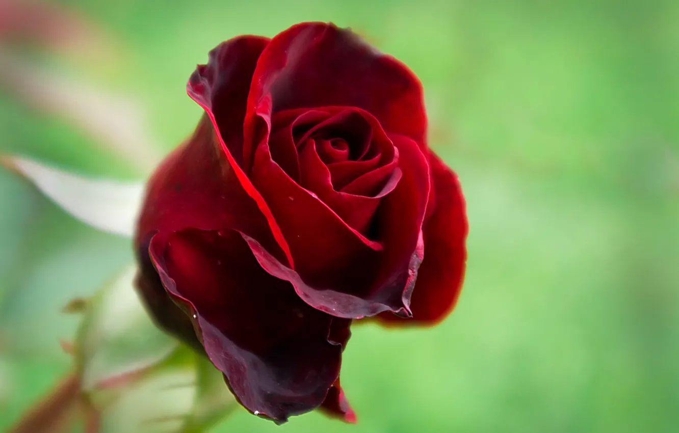 Photo wallpaper red, nature, roses, beauty, flora