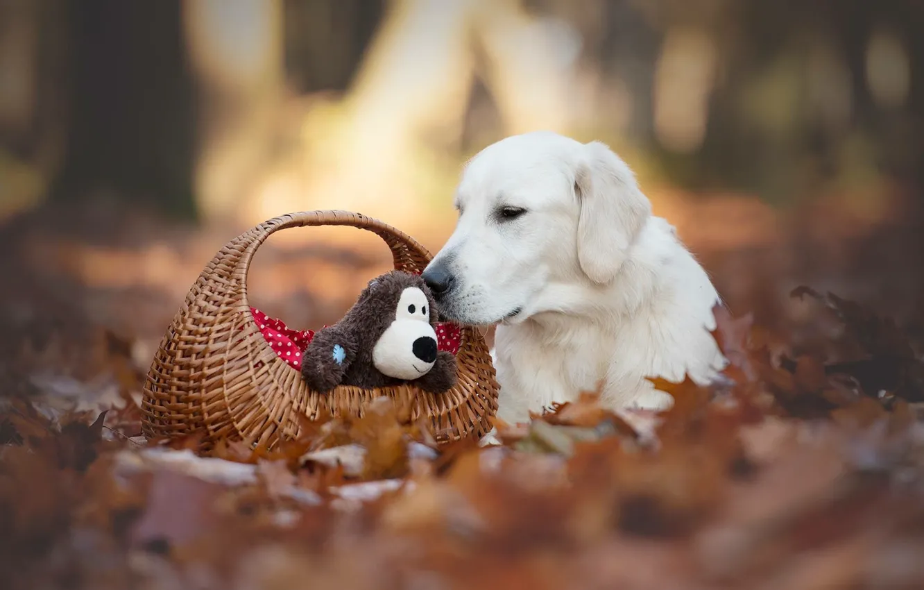 Photo wallpaper autumn, white, light, Park, foliage, toy, dog, lies