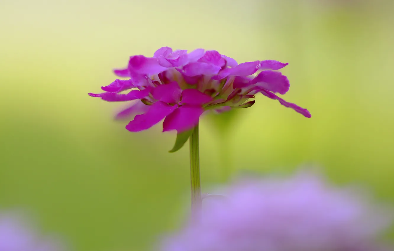 Photo wallpaper macro, petals, stem, inflorescence