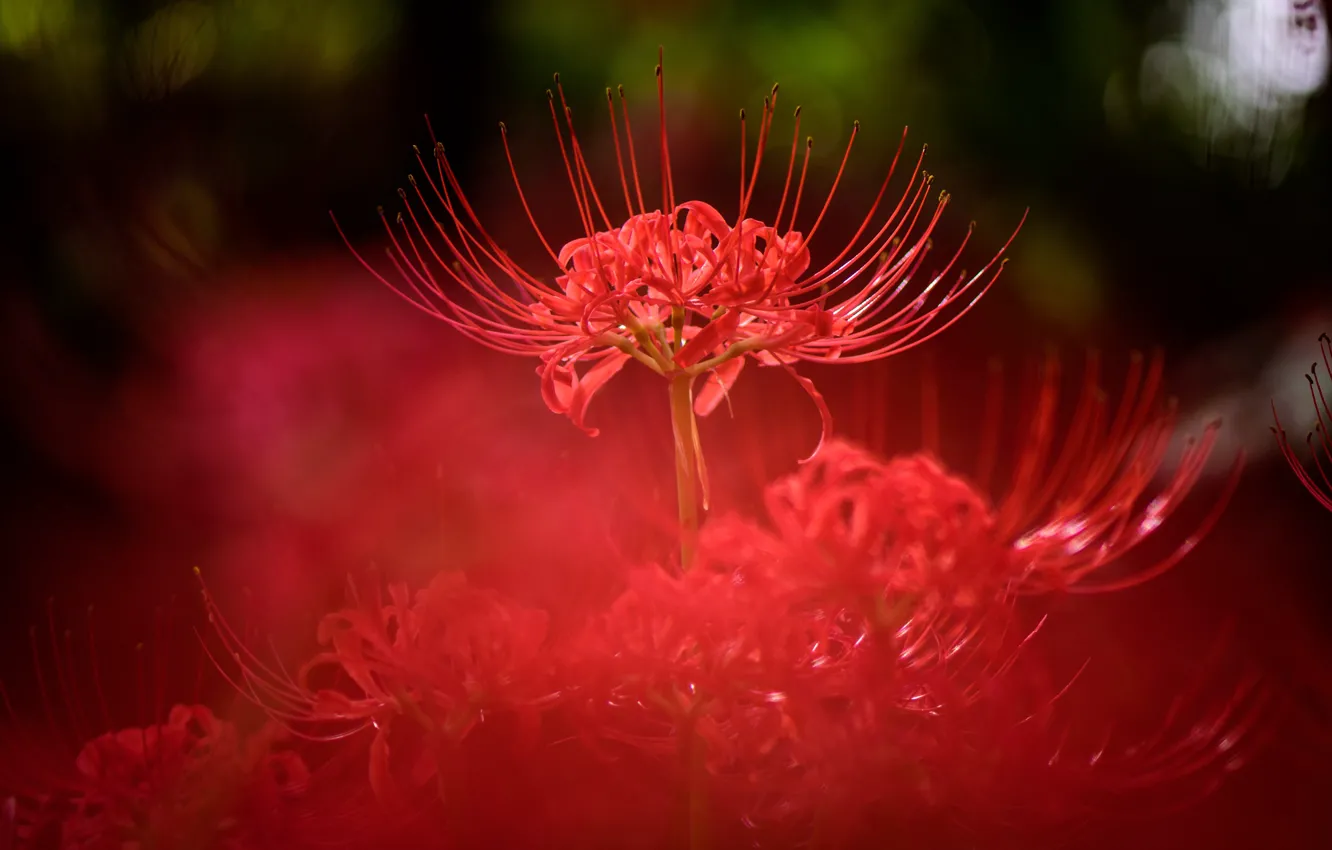 Photo wallpaper light, flowers, nature, background, blur, red, bokeh, he lost his parents,