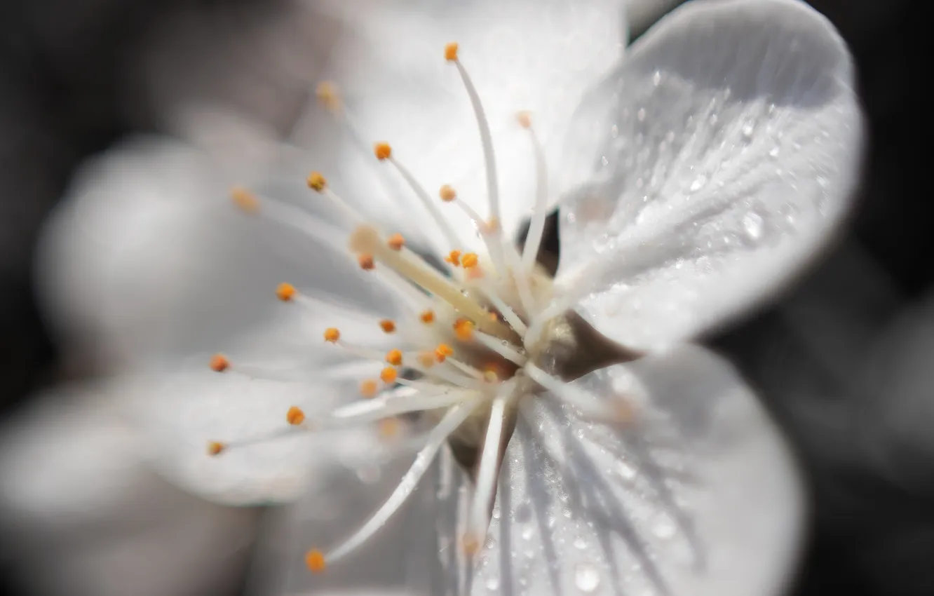 Photo wallpaper macro, flowers, cherry, cherry flower