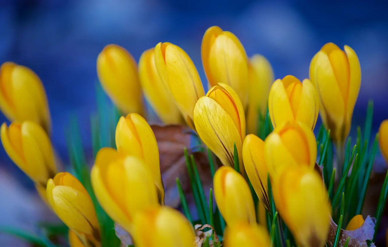 Photo wallpaper flowers, yellow, spring, crocuses, buds, a lot, blue background, bokeh