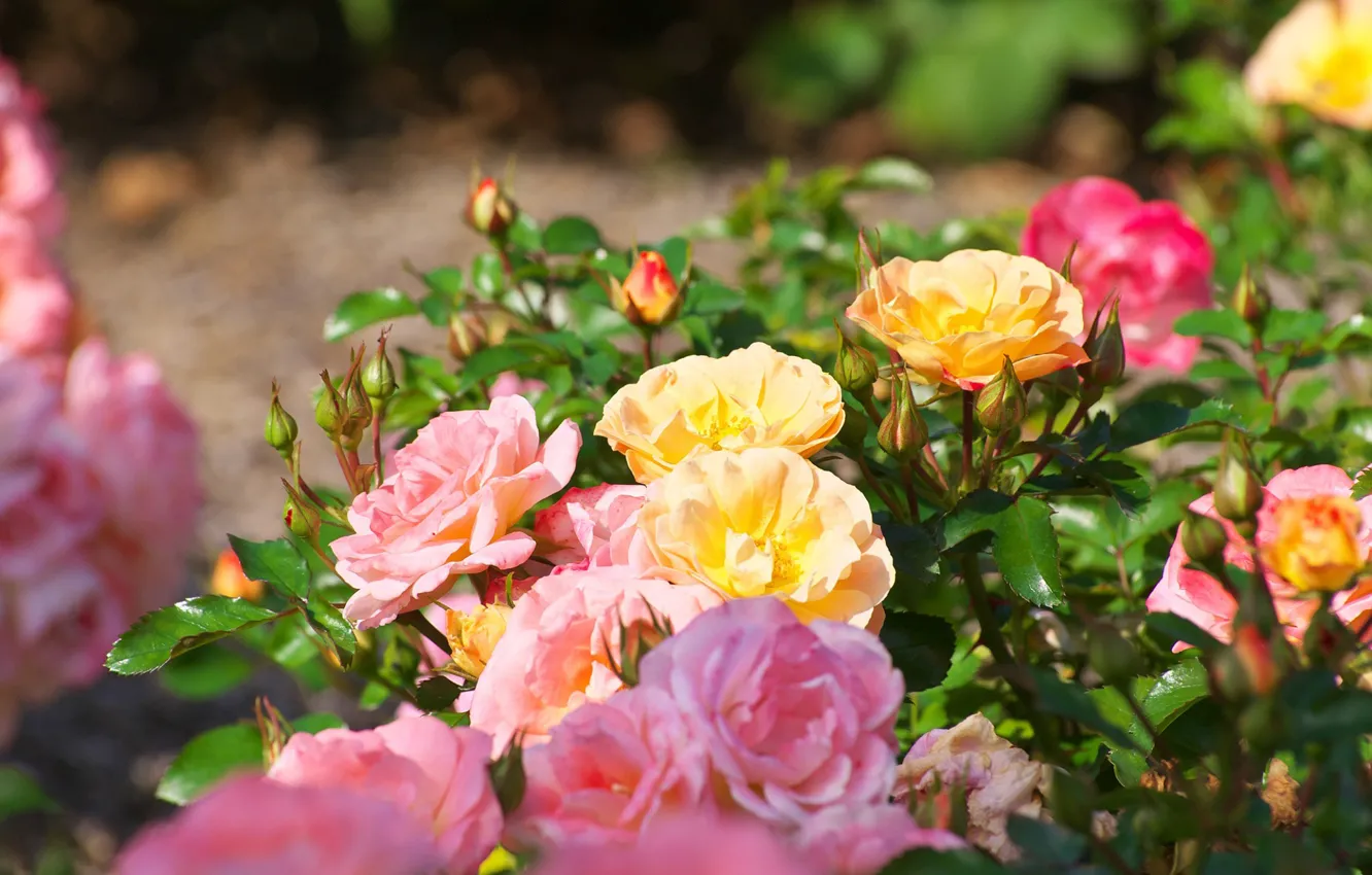 Photo wallpaper flowers, yellow, roses, garden, pink, bokeh, rose Bush
