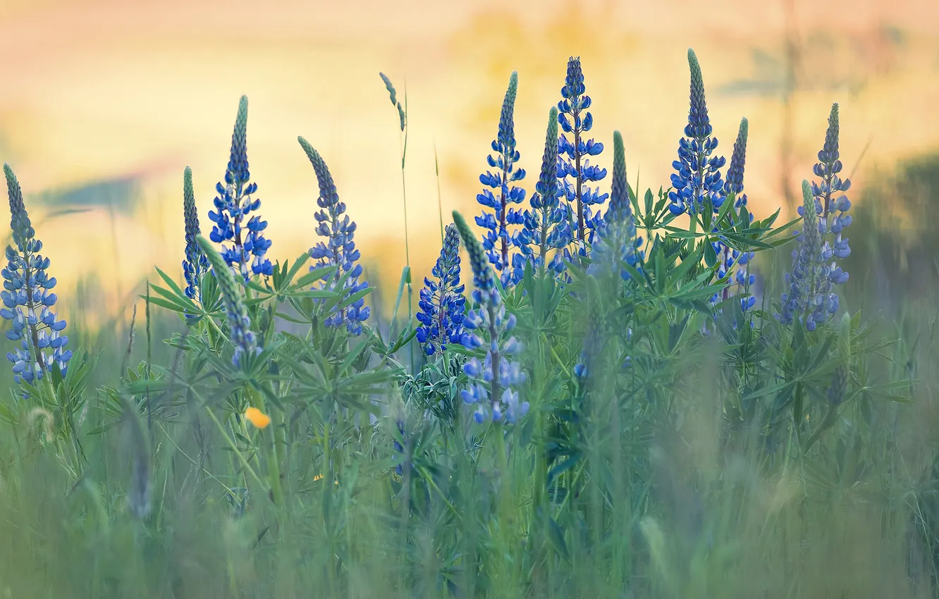 Photo wallpaper summer, grass, flowers, blue, bokeh, lupins