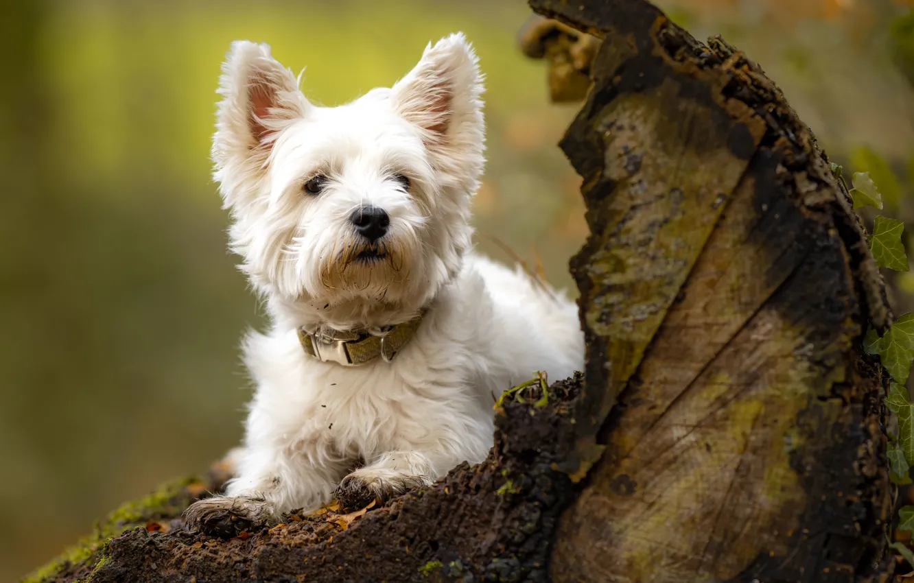 Photo wallpaper dog, snag, doggie, The West highland white Terrier