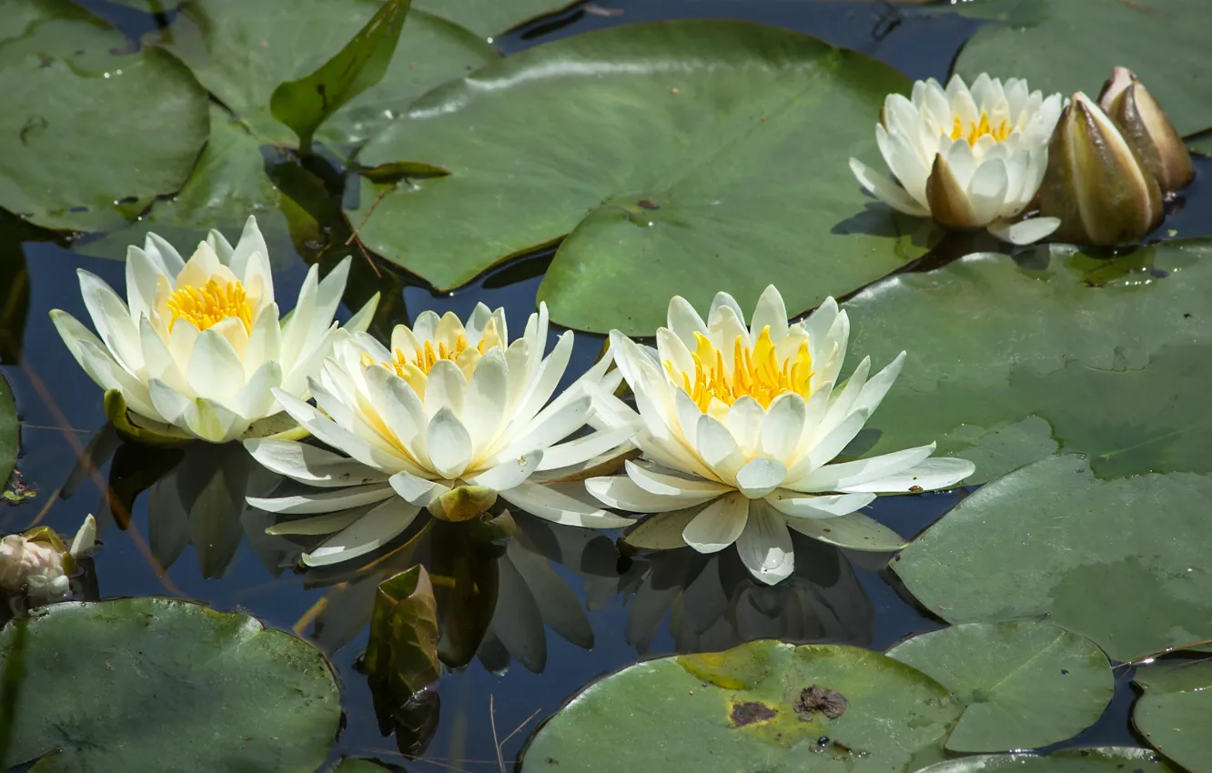 Photo wallpaper leaves, water lilies, Nymphaeum, water Lily