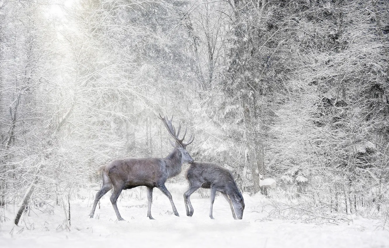 Photo wallpaper winter, frost, forest, snow, trees, nature, deer, pair