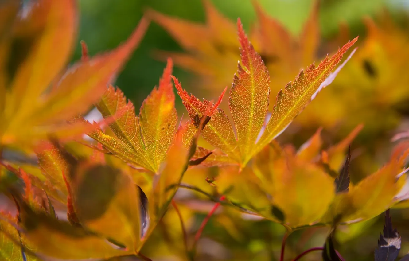 Photo wallpaper autumn, leaves, macro, branches