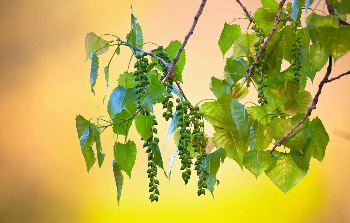 Photo wallpaper macro, branches, foliage, fruit, poplar