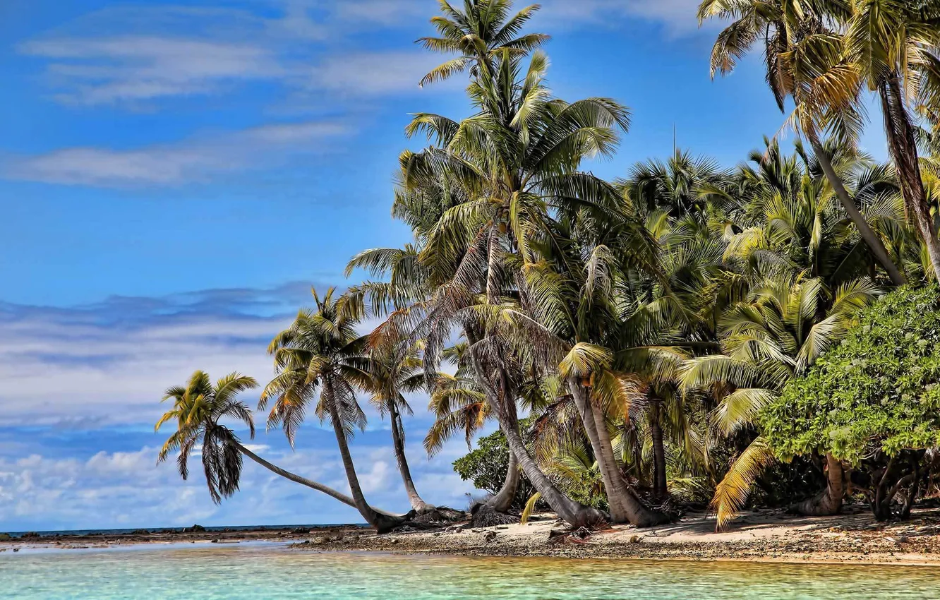 Photo wallpaper sand, sea, greens, beach, palm trees, the ocean, island