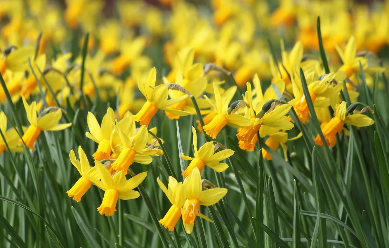 Photo wallpaper yellow, a lot, daffodils