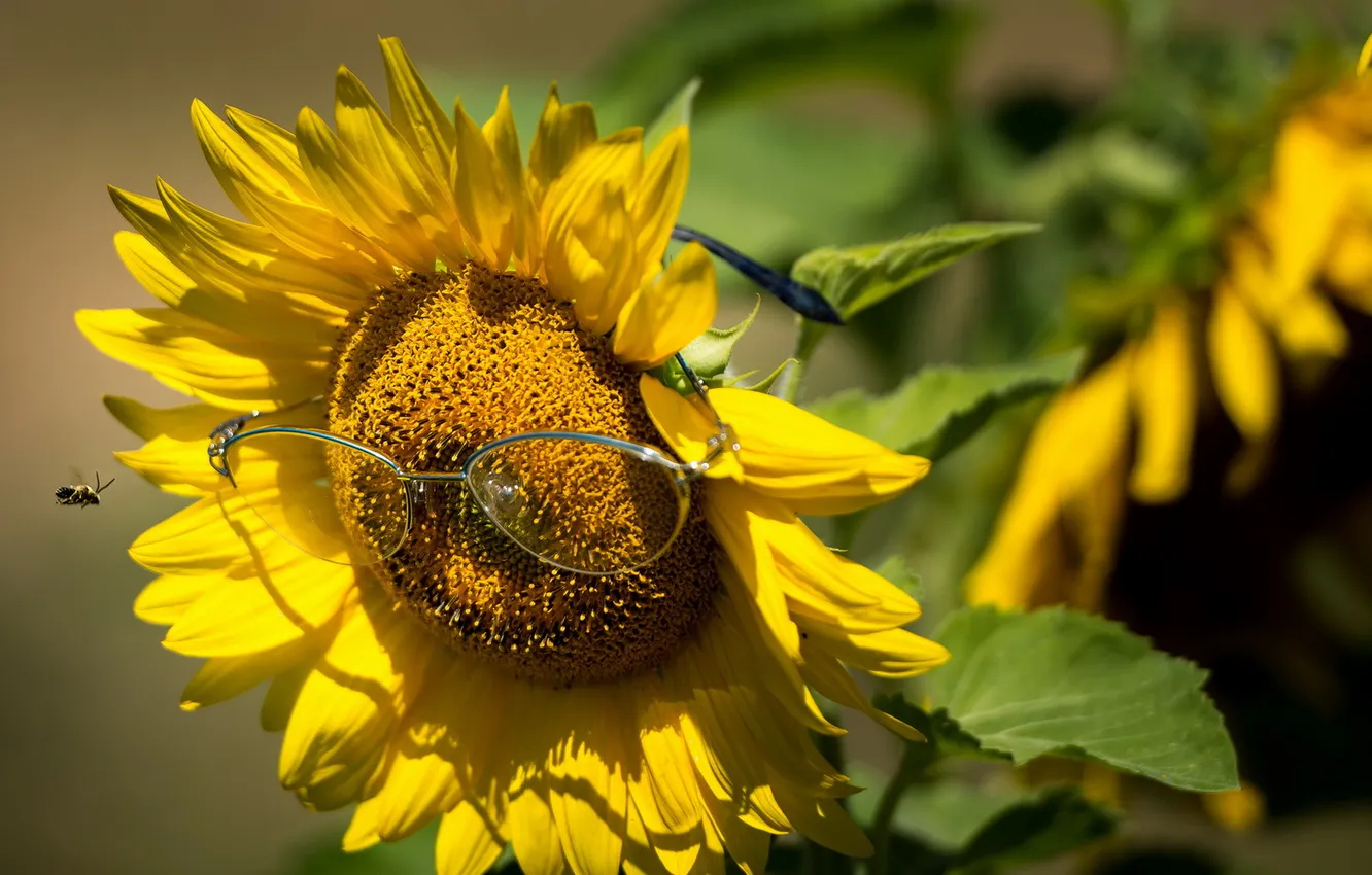 Photo wallpaper bee, sunflower, glasses