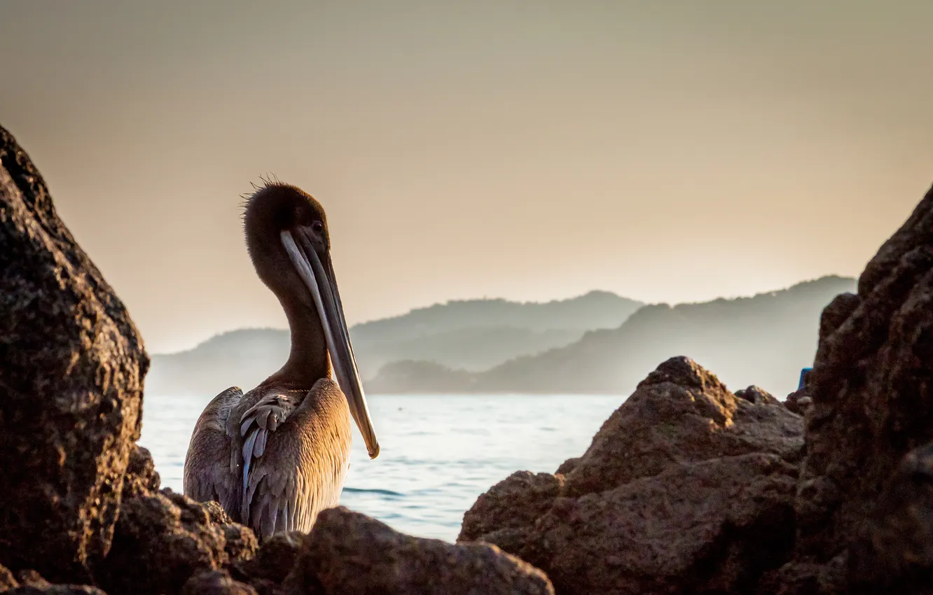 Photo wallpaper rocks, bird, beak, sitting, Pelican