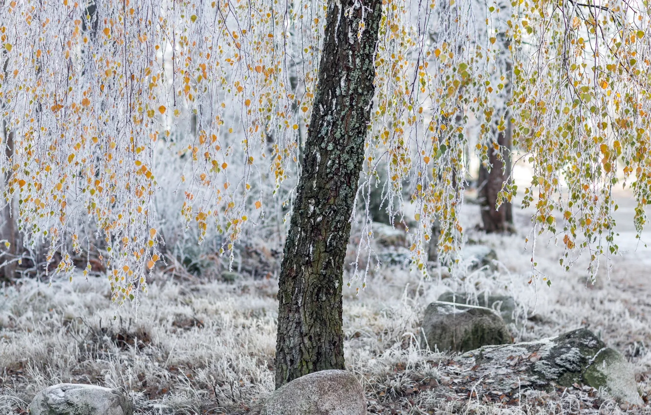 Photo wallpaper frost, autumn, leaves, trees